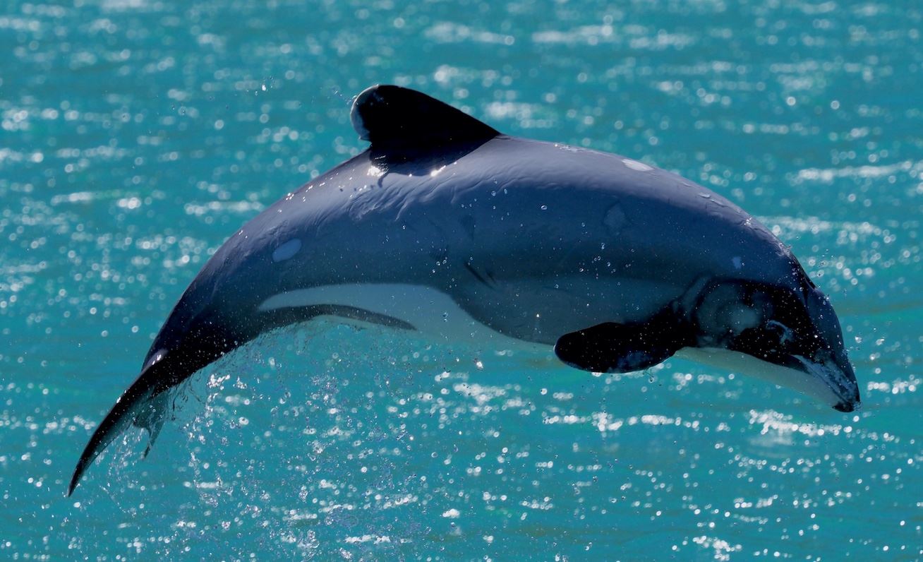 Saving the Last New Zealand Dolphins