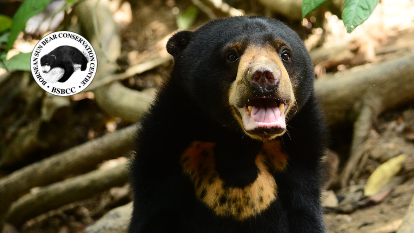 Saving the World’s Smallest Bear, Borneo