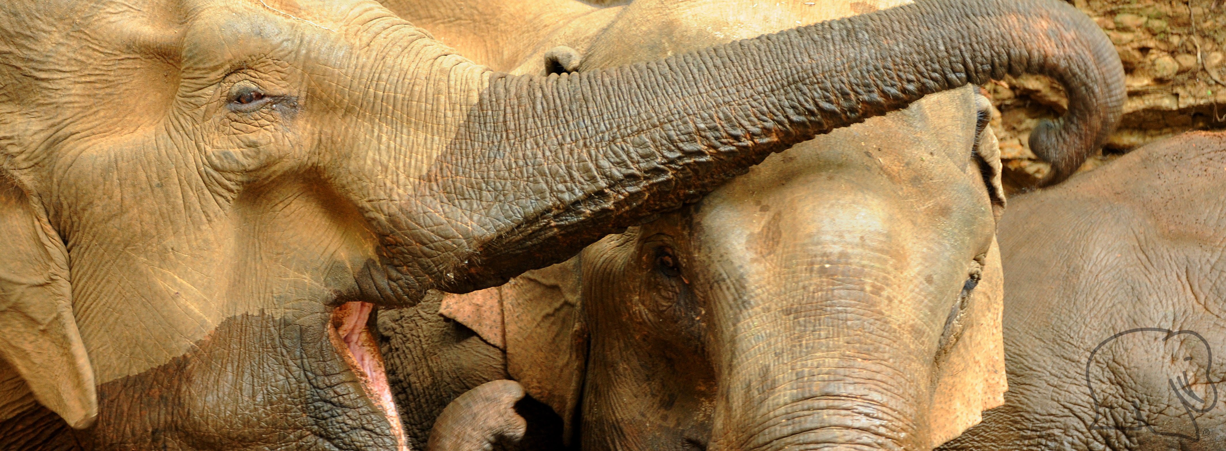 Elephant Sanctuary Support, Cambodia