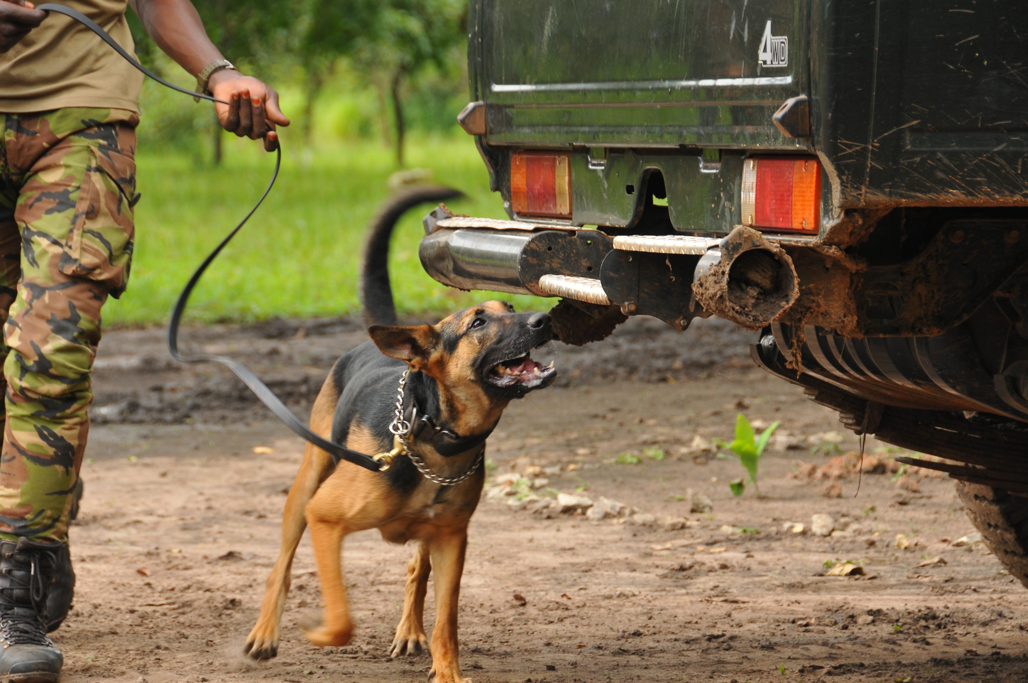 Kit for K9s, Central & Southern Africa