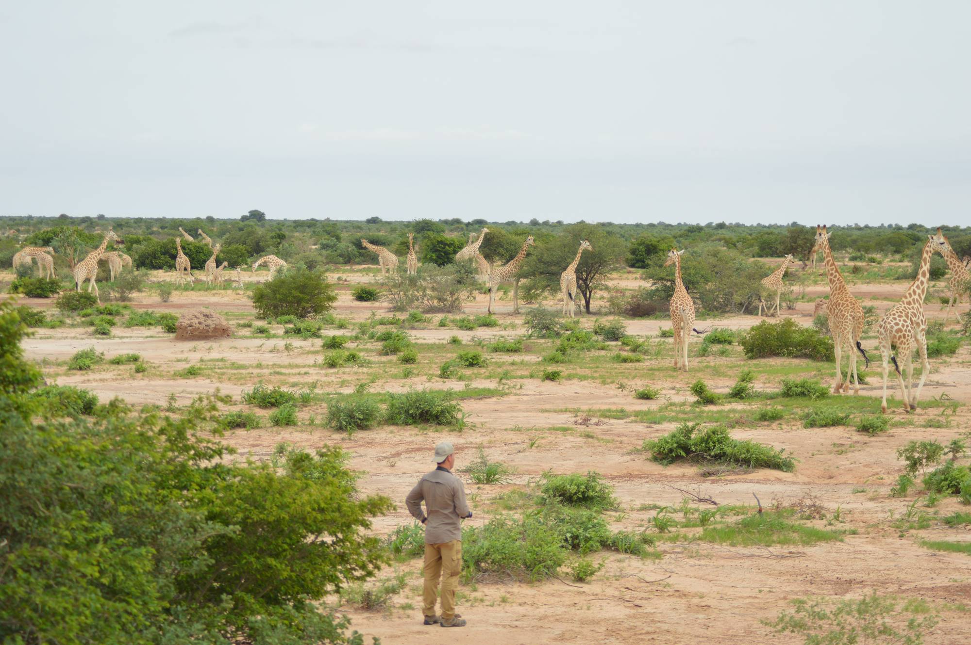 Saving the Last West African Giraffe, Niger