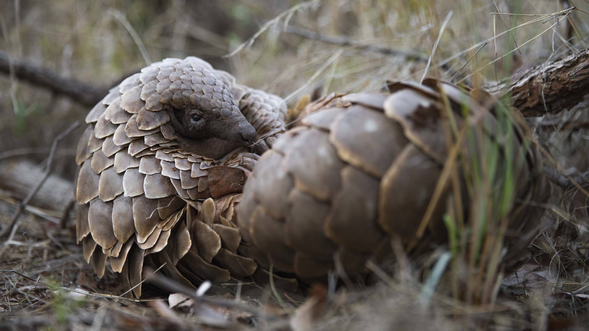 Protecting Pangolins, South Africa