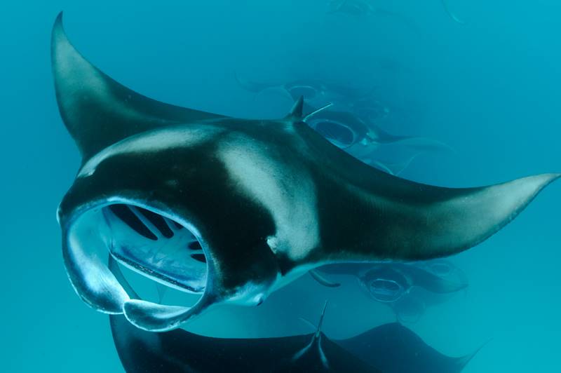 Manta Ray Research, Indian Ocean