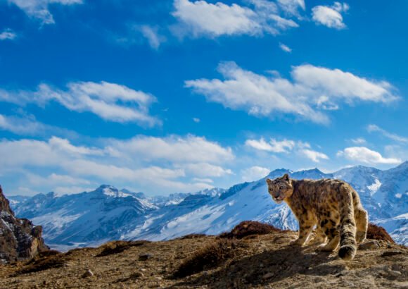 Safeguarding the Snow Leopards of Himachal Pradesh