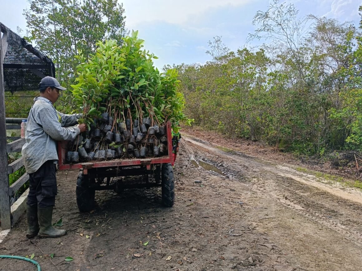 Restoring Forests for Orangutans in Indonesian Borneo