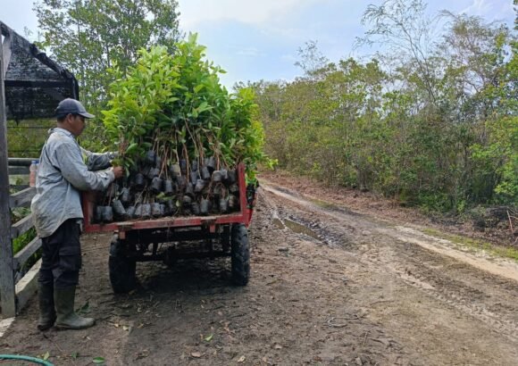 Restoring Forests for Orangutans in Indonesian Borneo