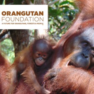 Restoring Forests for Orangutans in Indonesian Borneo