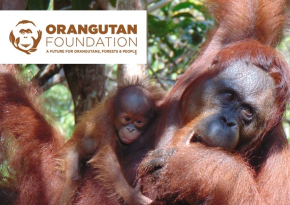 Restoring Forests for Orangutans in Indonesian Borneo