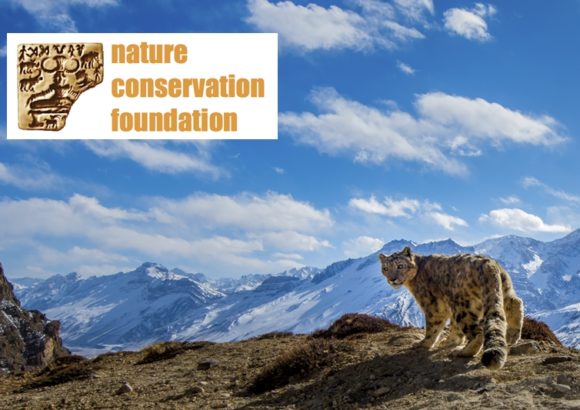 Safeguarding the Snow Leopards of Himachal Pradesh
