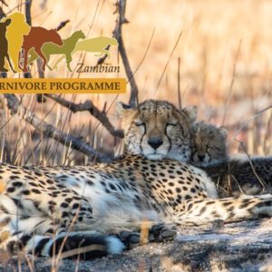 Field-based Conservation of Cheetah and Wild Dog Across Three Strongholds in Zambia