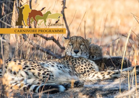Field-based Conservation of Cheetah and Wild Dog in Zambia