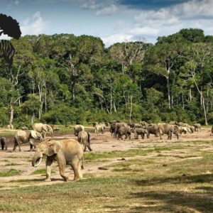 Keeping Watch Over the Forest Elephants of Dzanga-Sangha