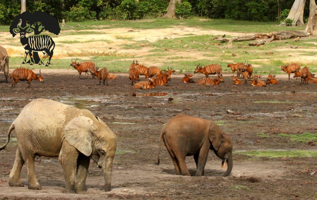 Keeping Watch Over the Forest Elephants of Dzanga-Sangha