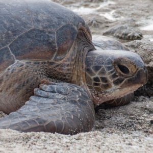 Green turtle after nesting small Tides of Change – safeguarding turtles at Rekawa Beach, Sri Lanka