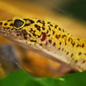 How to Keep Your Leopard Gecko Healthy and Happy