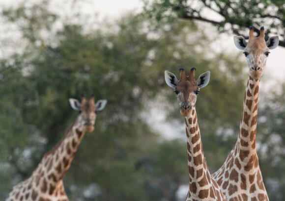 Kordofan Conservation in Chad