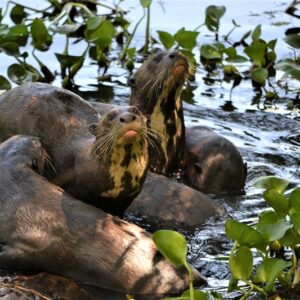 The Giant Otter Project