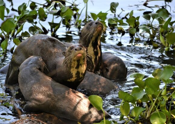 The Giant Otter Project