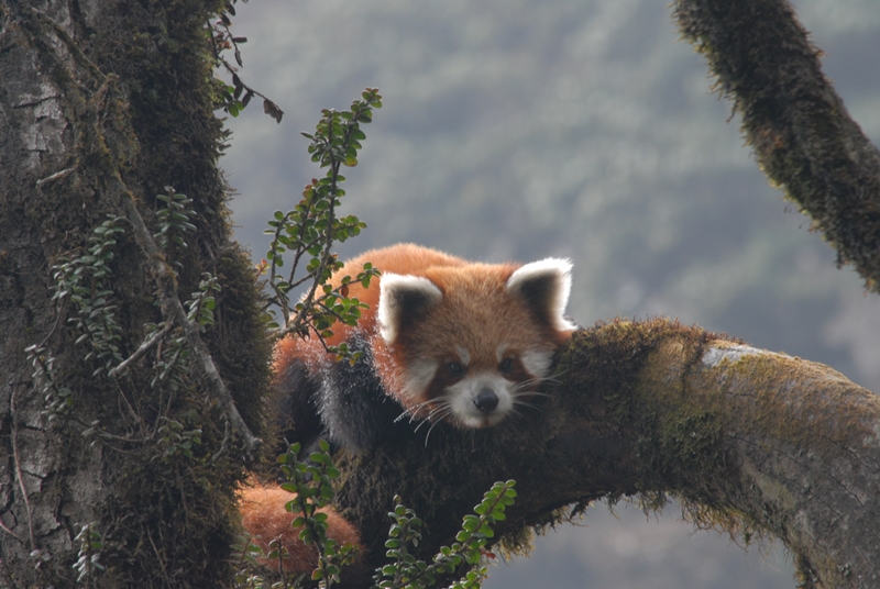 Project Red Panda