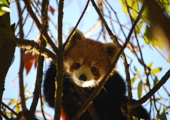 Project Red Panda