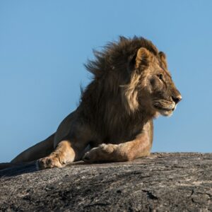 Top Ten Safari Animals According to Research