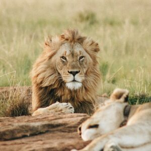 A Journey Through Africa’s Lion Habitats