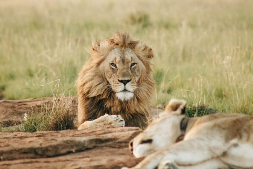 A Journey Through Africa’s Lion Habitats