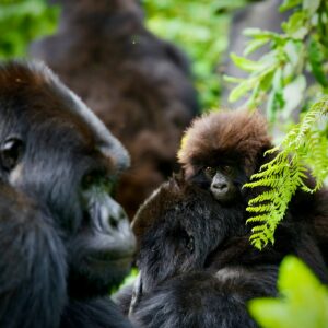 5 Tips for an Eco-Friendly Gorilla Trek