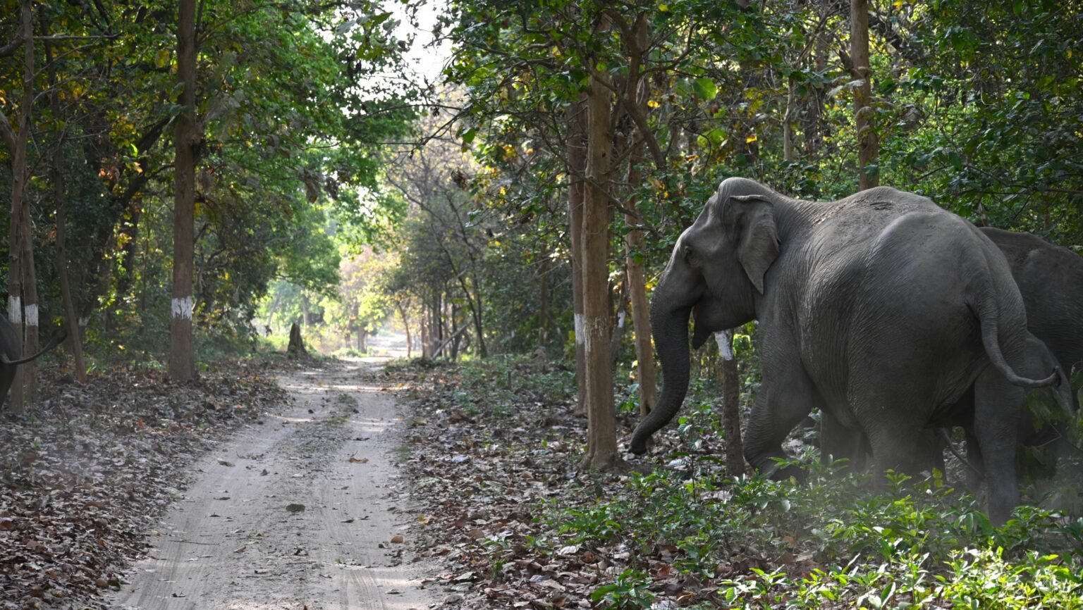 Home Explorers Against Extinction