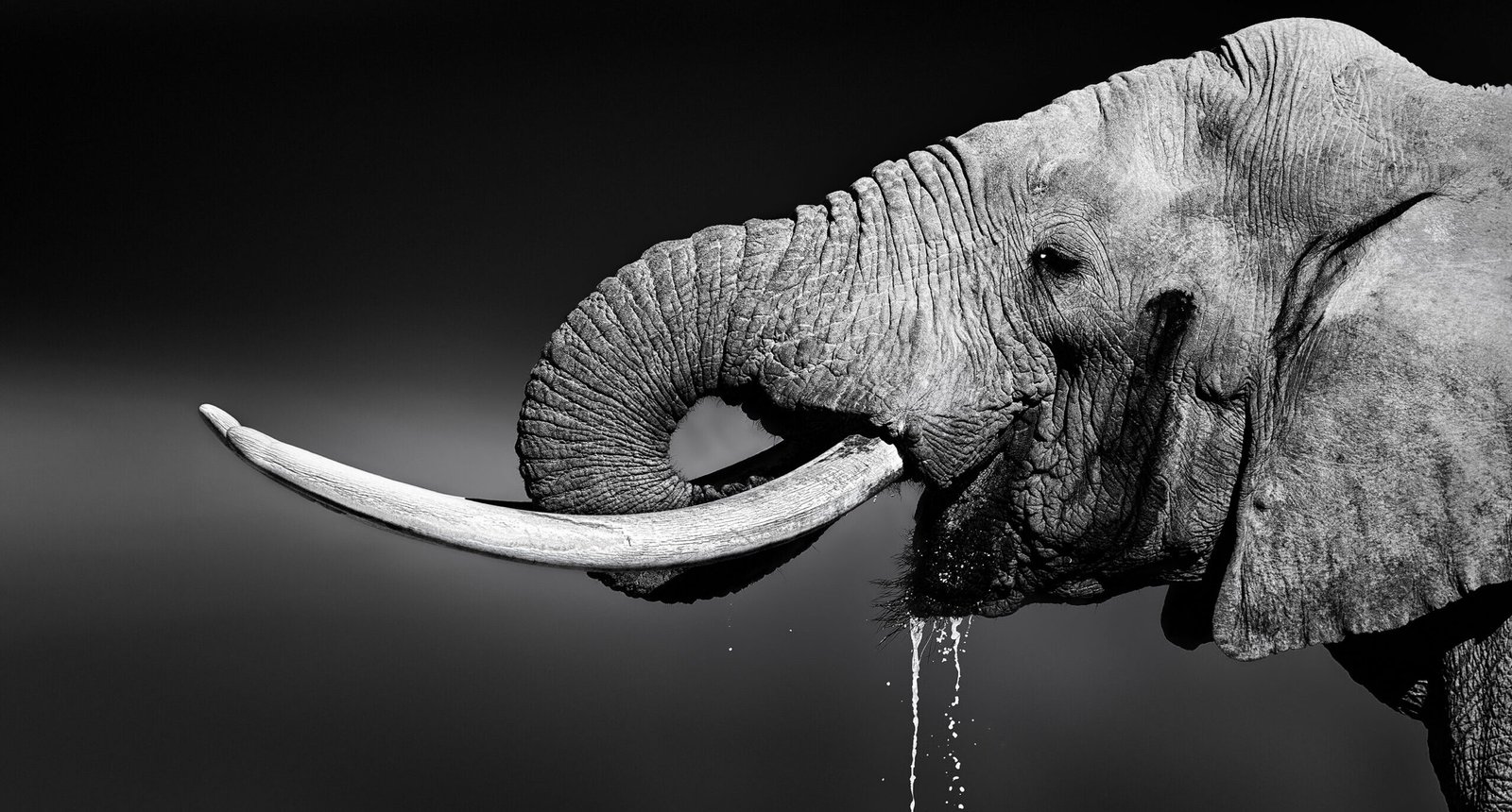 Home Explorers Against Extinction