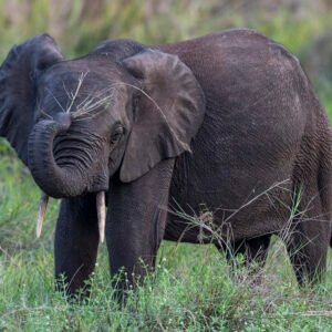 Forest Frontline – Human-Elephant Coexistence in Gabon 