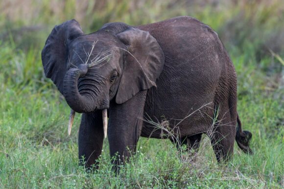 Forest Frontline – Human-Elephant Coexistence in Gabon 