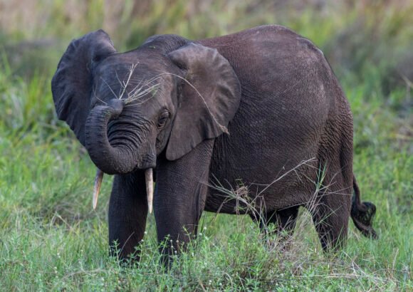 Credit_Thomas Nicolon_002 Forest Frontline – Human-Elephant Coexistence in Gabon