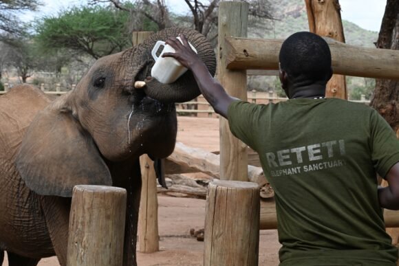 Feeding the Future – Milk, Elephants and Community in Northern Kenya