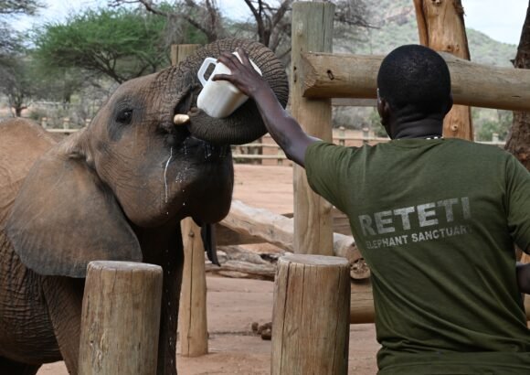 Feeding the Future – Milk, Elephants and Community in Northern Kenya