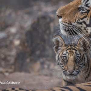 Endangered with Paul Goldstein