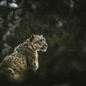 Monitoring Mountain Mammalian Diversity in Bhutan