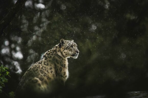Monitoring Mountain Mammalian Diversity in Bhutan