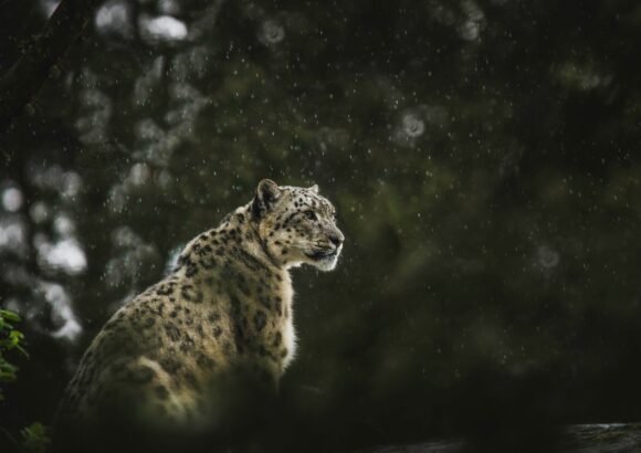 Monitoring Mountain Mammalian Diversity in Bhutan