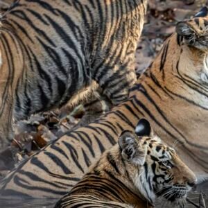 Lighting Up Time – Solar Lighting for Communities & Forest Camps in Bandhavgarh, India