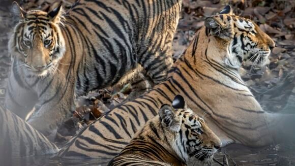 Lighting Up Time – Solar Lighting for Communities & Forest Camps in Bandhavgarh, India
