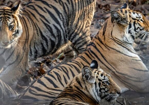 Lighting Up Time – Solar Lighting for Communities & Forest Camps in Bandhavgarh, India