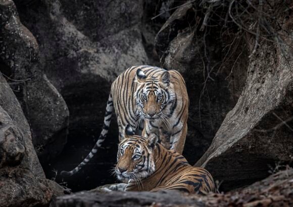 International tiger day Lighting Up Time – Solar Lighting for Communities & Forest Camps in Bandhavgarh, India