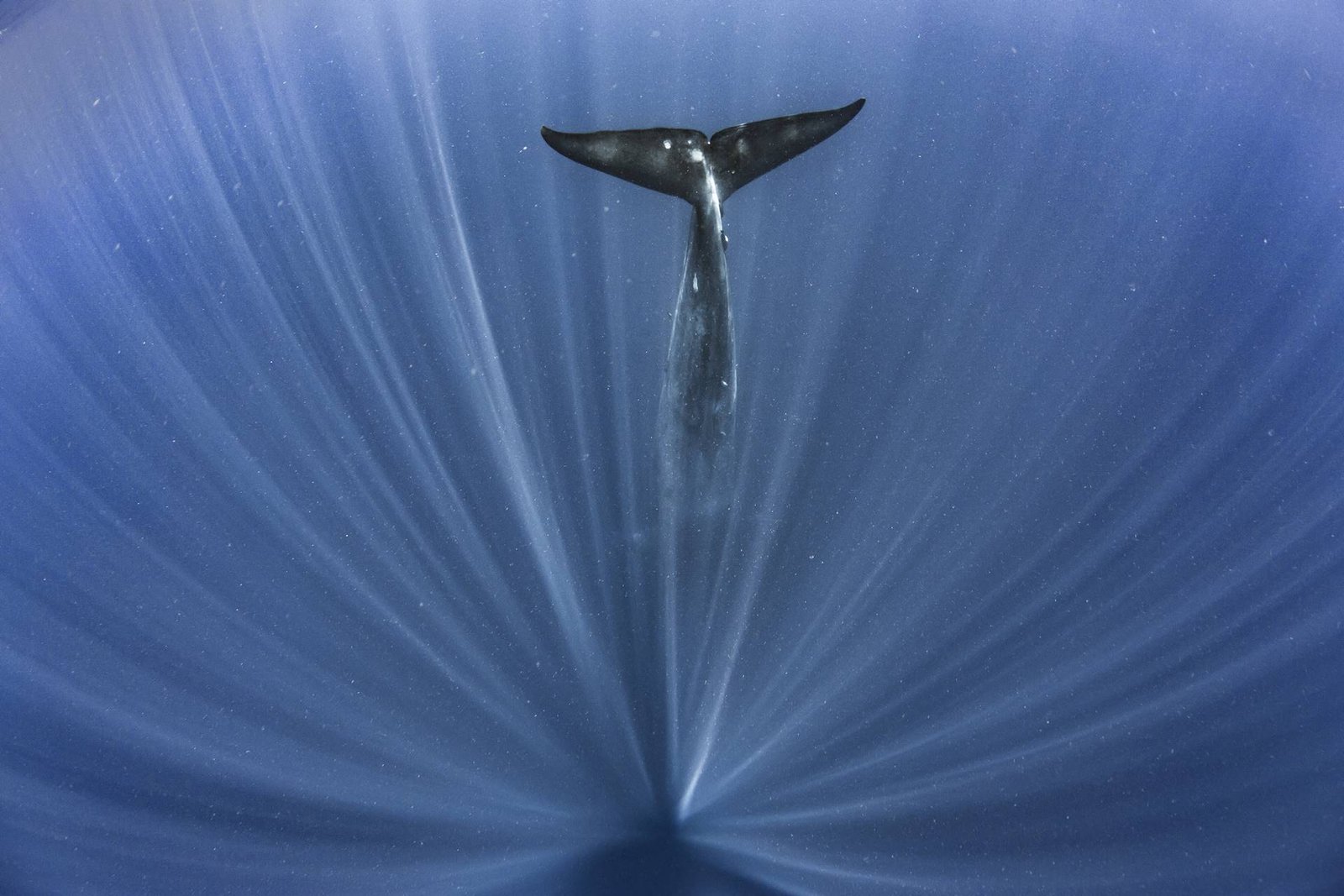 Paul Goldstein big blue